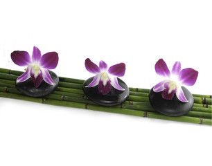 orchid flower on top of spa/massage stones on bamboo grove