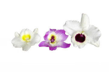 Fototapeta na wymiar The colorful orchids