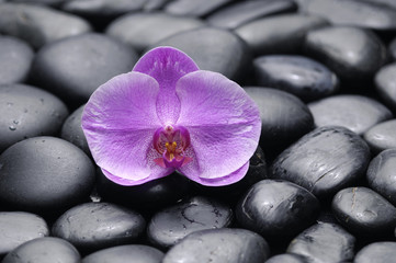 Naklejka na ściany i meble beautiful pink orchid with beach pebble