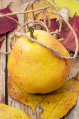 Pear autumn harvest ripe sweet and fallen leaves
