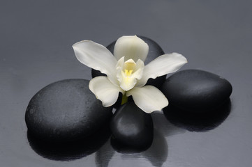 black stones and white orchid