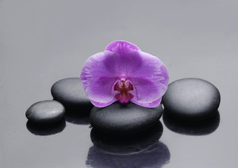 Fototapeta na wymiar Spa still with black stones and pink orchid