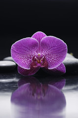 Fototapeta na wymiar Spa Stones and single orchid