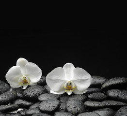 Naklejka na ściany i meble beautiful orchid on beach stones background