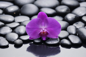 Fototapeta na wymiar pink beautiful orchid on beach stones background