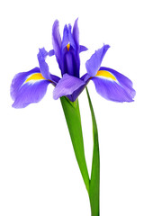 paarse irisbloem geïsoleerd op witte achtergrond