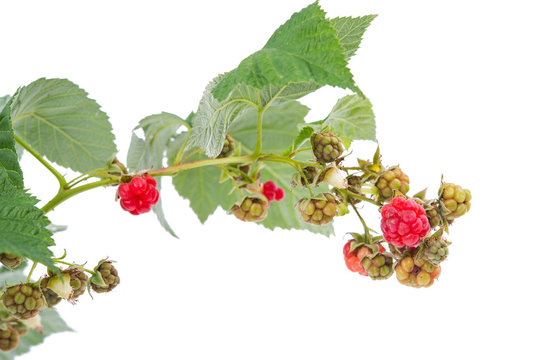 branch of raspberries isolated
