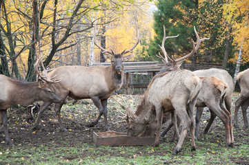 Naklejka na ściany i meble Group of deers in autumn forest, horizontal shot