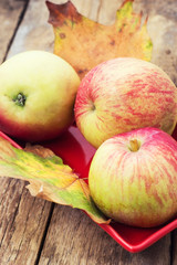 Naklejka na ściany i meble Dojrzałe, słodkie jabłko jesień żniwa i opadłych liści