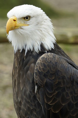 Portrait of an eagle