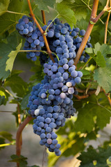 black grapes on vineyard