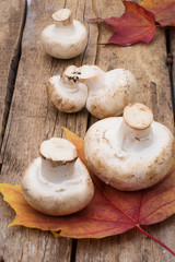 Mushroom