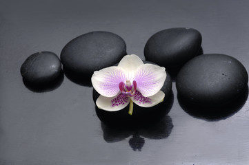 Spa still with black stones and pink orchid