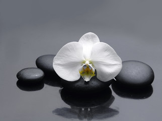 Fototapeta na wymiar Spa Stones and single white orchid