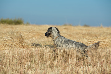 Dotted Setter