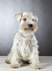 white miniature schnauzer puppy
