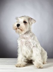 white miniature schnauzer puppy