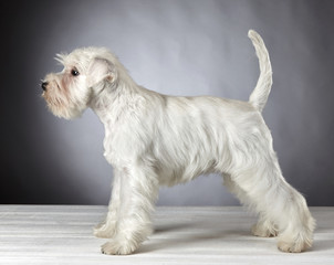 white miniature schnauzer puppy