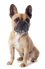 french bulldog