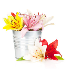 Colorful lily flowers in bucket