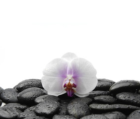 Obraz na płótnie Canvas White beautiful orchid on wet stones