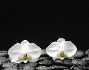 Fototapeta na wymiar Two beautiful orchid on pebble in water drops