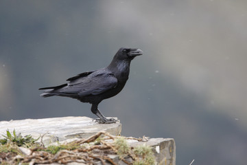 Raven, Corvus corax