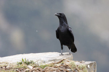 Raven, Corvus corax