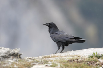 Raven, Corvus corax