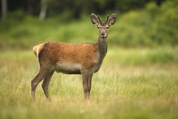 Naklejka na ściany i meble Red deer, Cervus elaphus