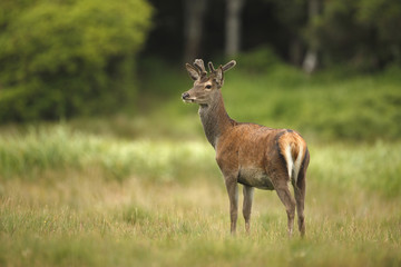 Red deer, Cervus elaphus