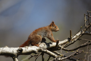 Red squirrel, Sciurus vulgaris