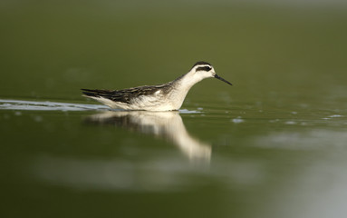 Fototapeta premium Red-necked phalarope, Phalaropus lobatus