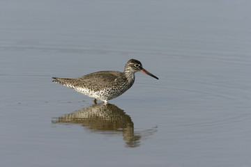 Redshank, Tringa totanus,