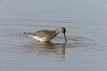 Redshank, Tringa totanus,