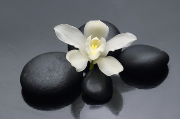 Spa concept with black stones and white orchid