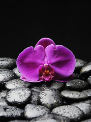 Macro of red orchid with pebble in water drops