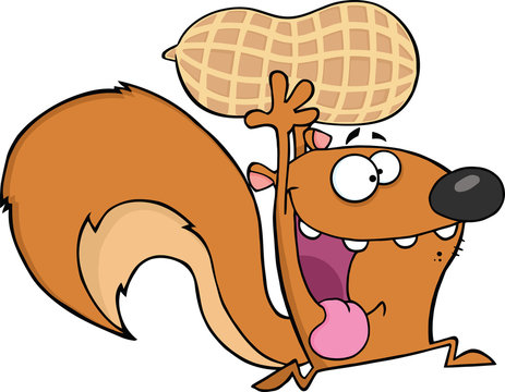 Crazy Squirrel Cartoon Mascot Character Running With Big Peanut