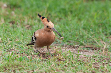 Hoopoe bird (Upupa epops) on the ground with larva prey