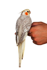 A cockatiel pet bird sitting on a hand isolated on white