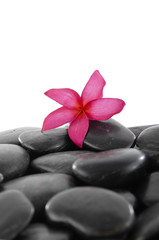 Fototapeta na wymiar Red frangipani flower on black background