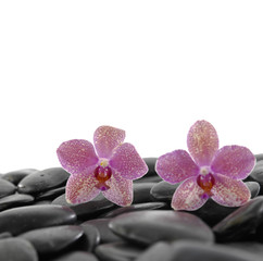 Fototapeta na wymiar Two pink beautiful orchid on back stones background