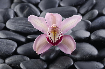 Fototapeta na wymiar Single gorgeous orchid zen stones