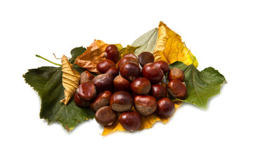 castagne
