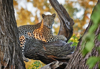 Weiblicher Leopard (Panthera pardus), Okavangodelta - obrazy, fototapety, plakaty
