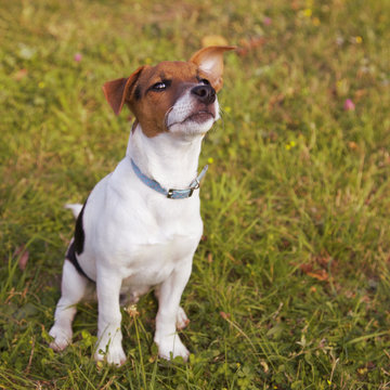 Jack Russel puppy posing