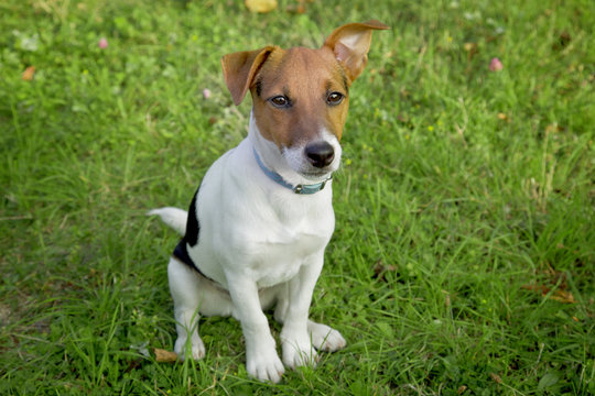 Jack Russel puppy obedient