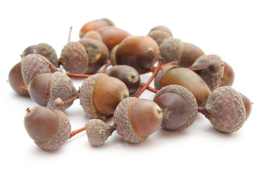 Brown acorns on white background