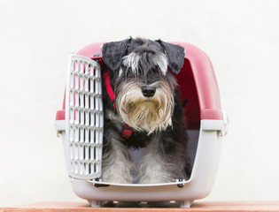 Schnauzer looking out from his plastic carrier