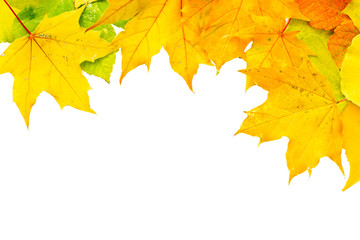Herbstblätter vor weißem Hintergrund